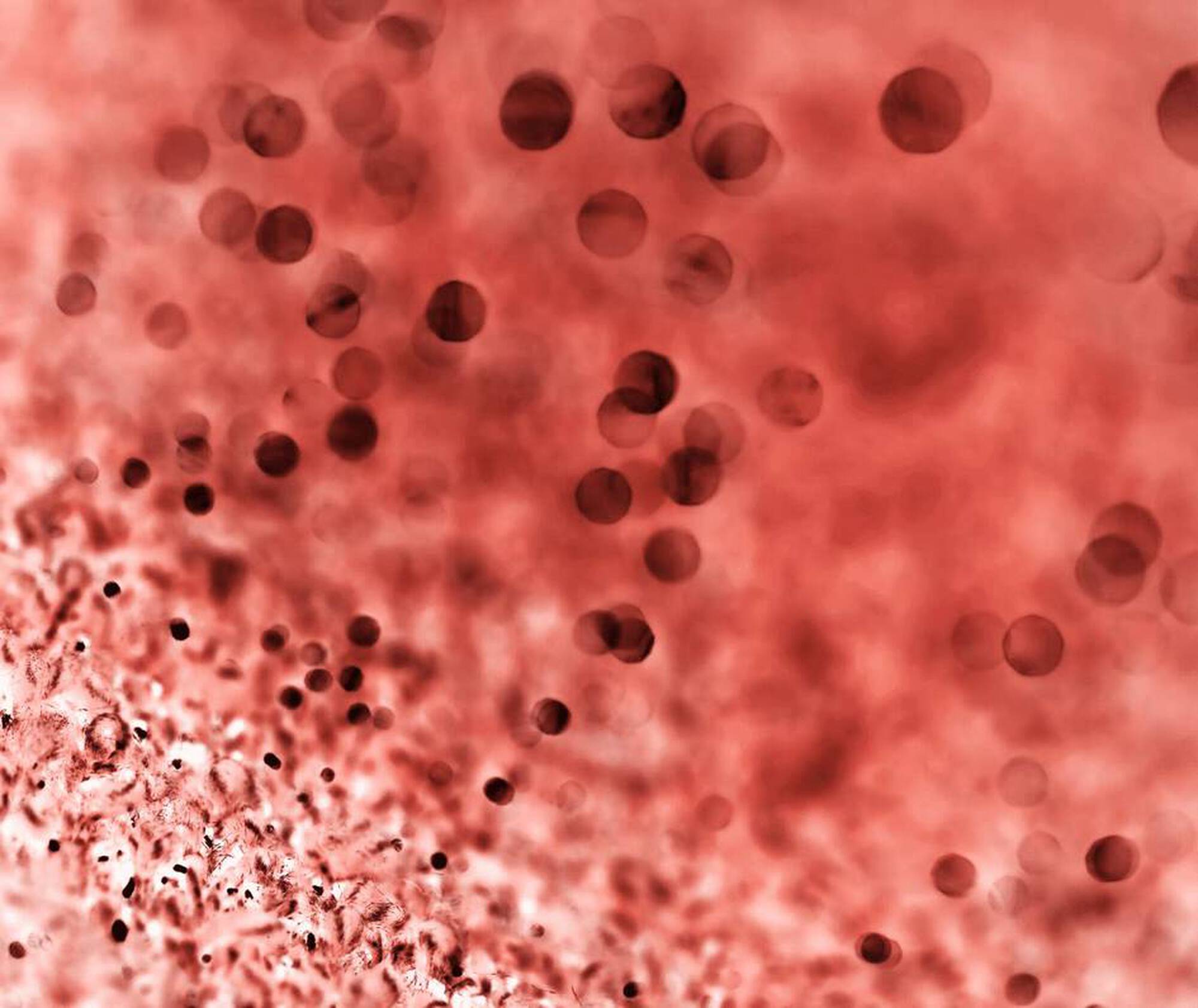 Microscopic view of red blood cells and white blood cells on a red background