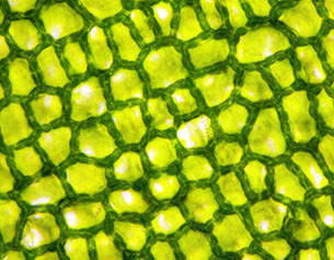 Close-up of a textured green surface with a diamond pattern