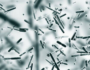 Microscopic view of bacteria under a microscope