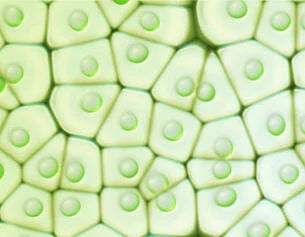 Close-up of green textured pattern