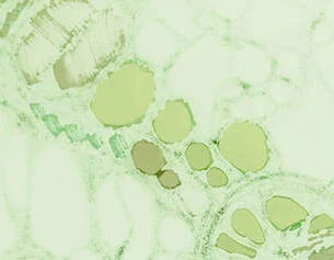 Close-up of green and white marbled texture
