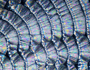 Close-up of a peacock feather with iridescent scales
