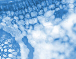 Microscopic view of plant cells with a blue and white color scheme