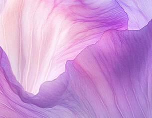 Close-up of a pink and purple flower petal